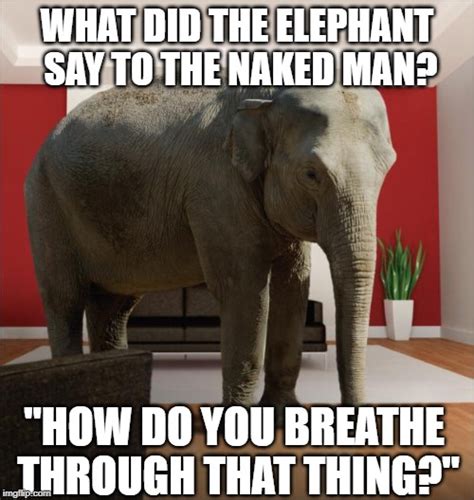 Elephant Joke Imgflip