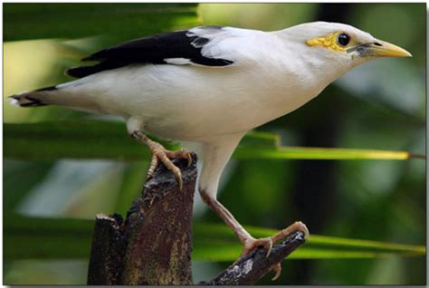 Dalam segi jambul pun memiliki ukuran yang lebih panjang serta lebar dibandingkan betina. Bali Starling Bird | The Life of Animals