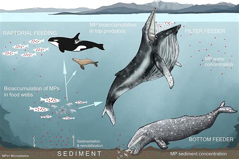 Modelling Provides Insight Into The Risks Microplastics Pose To Marine