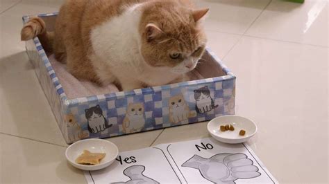 Brother Cream Hong Kongs Celebrity Cat Now Lapping It Up For Charity