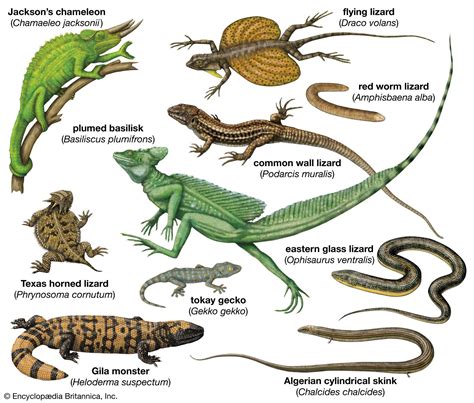 The Meaning And Symbolism Of The Word Lizard