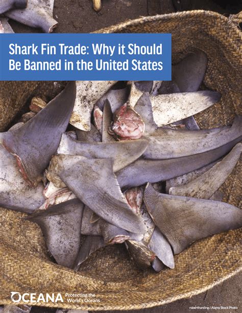 Shark Fin Trade Why It Should Be Banned In The United States Oceana Usa