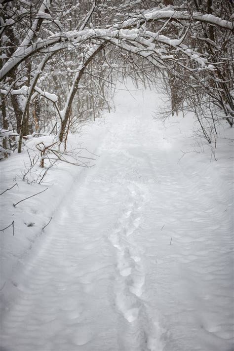 Snowy Winter Path In Forest Stock Image Image Of December Blizzard