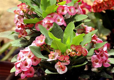 This cultivar has one of the most gorgeous, unique color combination among crown of thorns. Euphorbia milii | How to grow and care Crown of Thorns ...