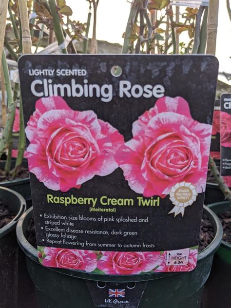 Raspberry Cream Twirl Royalty Climbing Rose 4ltr Eden Park Garden Centre