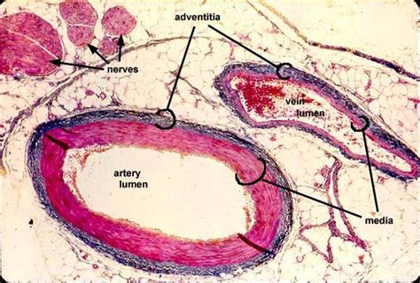 Superior vena cava, azygos, hemiazygos, iliac veins, inferior vena cava nerves: 10+ images about Circulatory System on Pinterest | Models, Portal and The o'jays