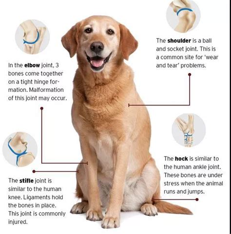 You know he has canine arthritis in his hind end, but it seems to be causing him more pain then normal. Does your dog have joint problems due to age or perhaps an ...