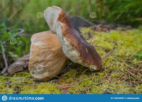 Boletus Edulis Beautiful Edible Mushrooms Growing In Natural Forest