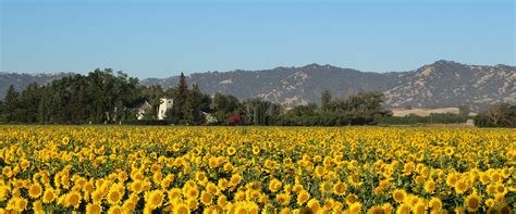 Sunflowers Visit Yolo County California Davis Winters Clarksburg