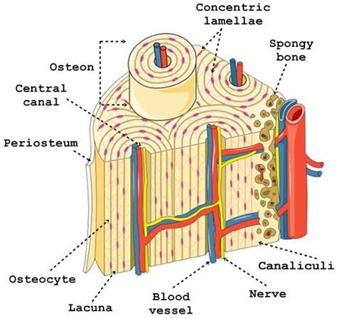 Compact Bone Diagram Spongy Bone Cancellous Bone Definition