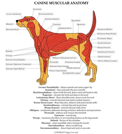 Dog Muscle Anatomy Canine Anatomy Diagram Anatomy Organdog Muscle