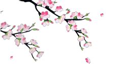 Bunga ini mempunyai lebih dari 100 jenis atau spesies berbeda yang dapat kita temukan diseluruh penjuru dunia. Dian Yang Tak Kunjung Padam: Aneka Animasi Bunga Sakura ...