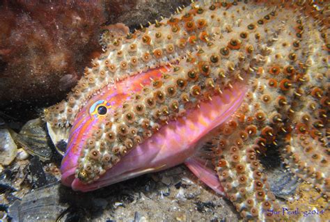 Goat Fish At Rye Pier Australia By Rob And Sue Peatling