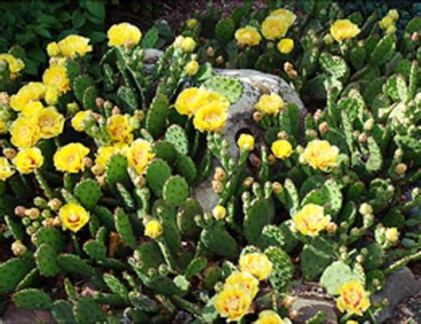 Cactus is a type of plant that can store large amounts of water and survive in extremely hot and dry habitats. New Jersey Cactus - Cactus Jungle