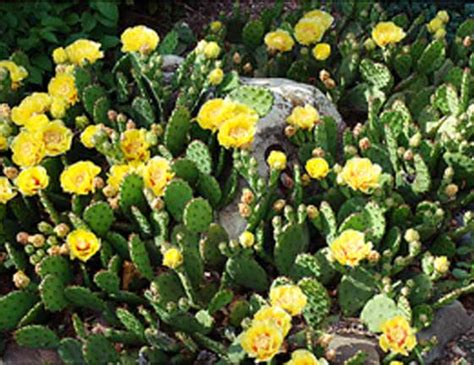 Be helpful whenever you have the chance. New Jersey Cactus - Cactus Jungle