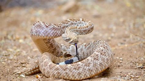 11 Difference Between Bull Snake And Rattlesnake With Pictures Animal