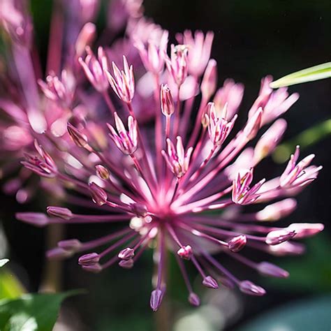 Allium Nevskianum Ail D Ornement Nain Grosses Boules Vieux Rose