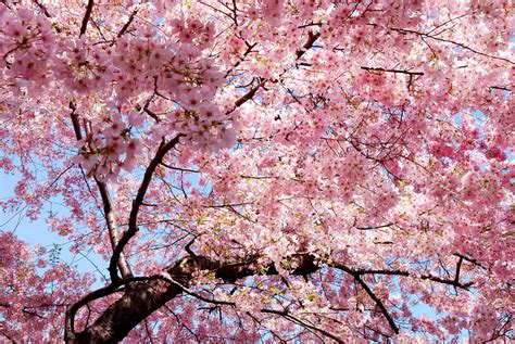 Cherry Blossom Tree Desktop Wallpaper Cherry Blossom Background