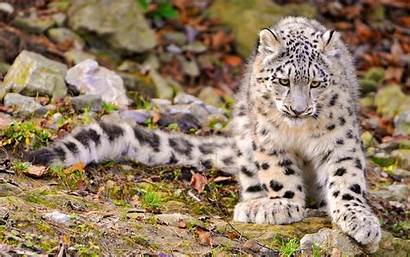 Leopard Snow Cat Animal