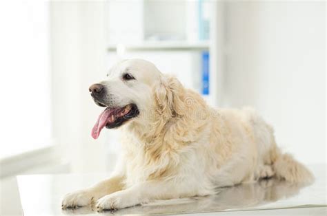 Close Up Of Golden Retriever Dog At Vet Clinic Stock Image Image Of