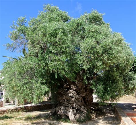 The Oldest Olive Tree In The World Dated To About 2500 Years Drzewo