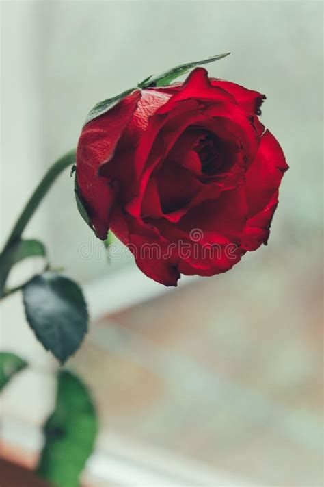 Romantic Rose Stock Photo Image Of Rose Flower Beauty 89057026