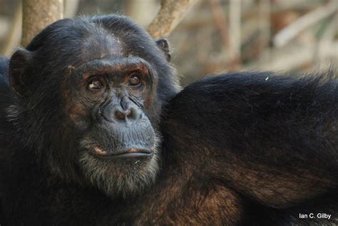 Image Gallery Lethal Aggression In Wild Chimpanzees Live Science