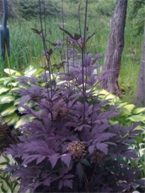 Stunning Shade Plant Black Bugbane Actaea Simplex Atropurpurea