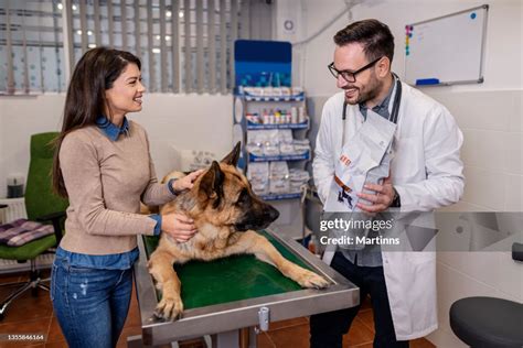 Veterinarian Examining German Shepherd Dog High Res Stock Photo Getty