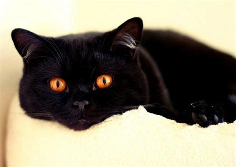 17 British Shorthair Cat Black And White Furry Kittens