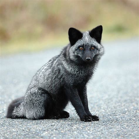 The Silver Fox ~ Kuriositas