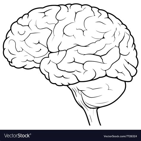 Human Brain Side View Royalty Free Vector Image