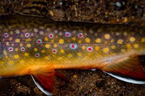 Maryland Adds New Brook Trout Regulations Flylords Mag