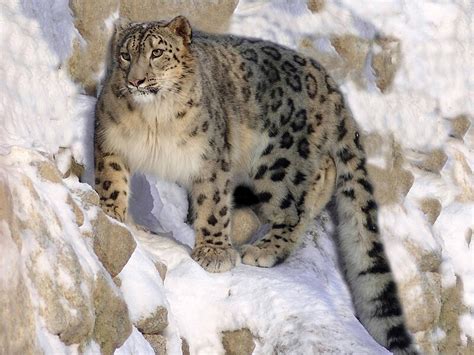Snow leopard - Simple English Wikipedia, the free encyclopedia