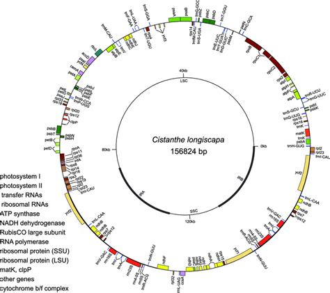 Schematic Representation Of The Annotated C Longiscapa Plastid Genome