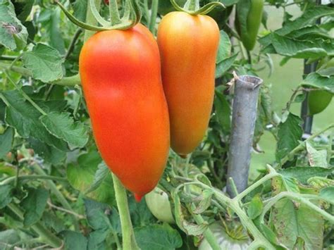 Tomate Banane Caractéristique Et Description De La Variété Plantation
