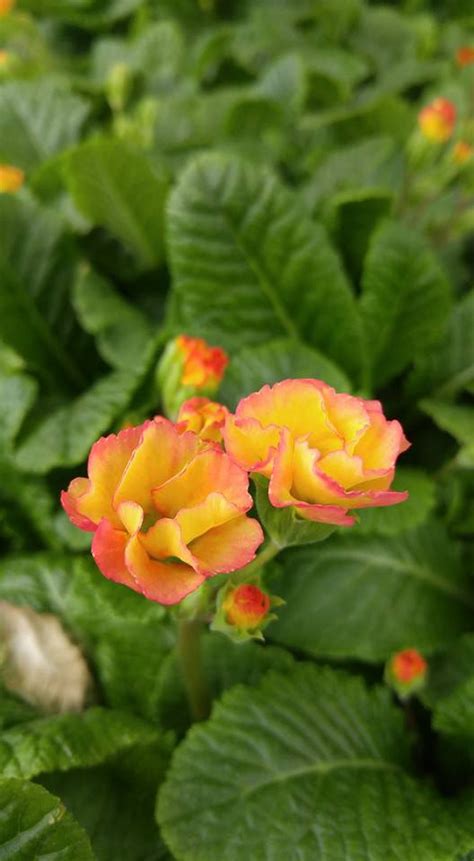 Release in which this issue/rfe has been resolved. Contact - Potratz Floral Shop and Greenhouses