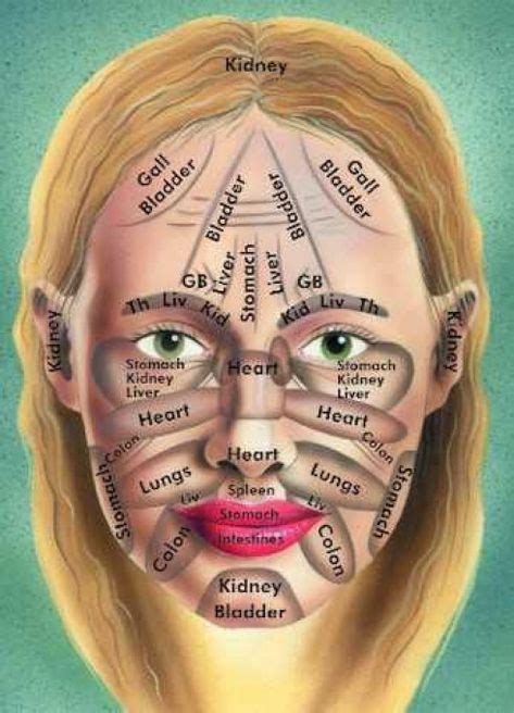 This Is A Great Picture Showing The Lymphatic Area In The Face Did You