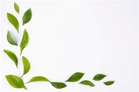 Simple Corner With Leafs On White Background Photo Free Download