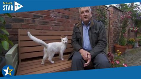 Friendly Cat Interrupts BBC Reporter During Live TV Broadcast YouTube