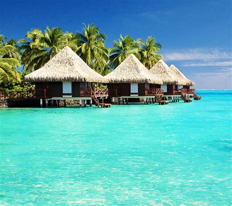 Sea Ocean Tropics Lagoon Tropical Hut Bungalow Palm Tree Hd