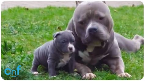 Everything you need to know about xl american bully puppies! Pops and Pups l American Bully XXL Dog with His Son - YouTube