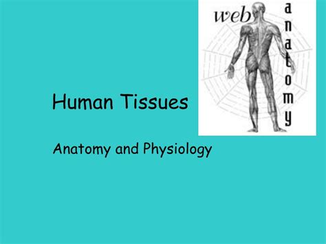 Ppt Human Tissues Powerpoint Presentation Free Download Id700581