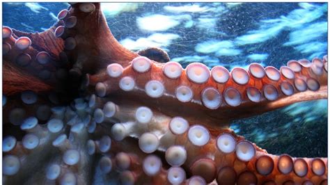 Scientists Capture Octopus Punching Fish Apparently Out Of Spite In
