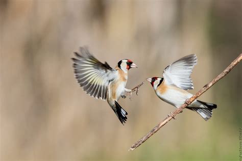 European Goldfinch Care Sheet Birds Coo