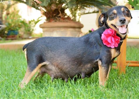 Cute Pregnant Dog Looks So Happy In Her Maternity Photo Shoots When