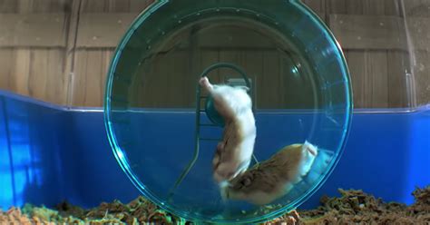 Who Knew Hamsters Could Run That Quickly