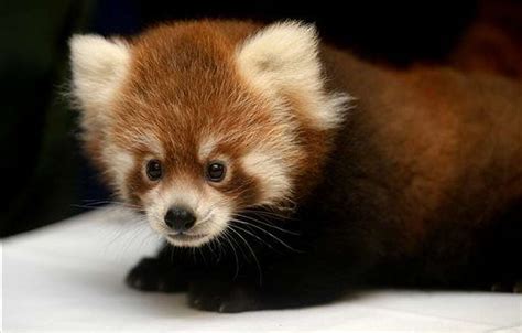 Female Red Panda Cub Tofu Makes Public Debut At Detroit Zoo