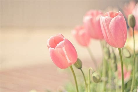 Pink Tulips Wallpaper Wallpapersafari