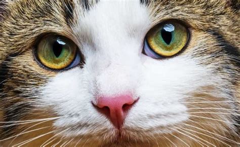 To treat a cat with an eye infection at home, use a dampened cotton ball to wipe away any gunk around its eyes as often as needed. Cat Eye Infection Treatment and Home Remedies | Pets Mentor